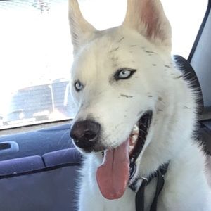 Meet your Posher, Tia